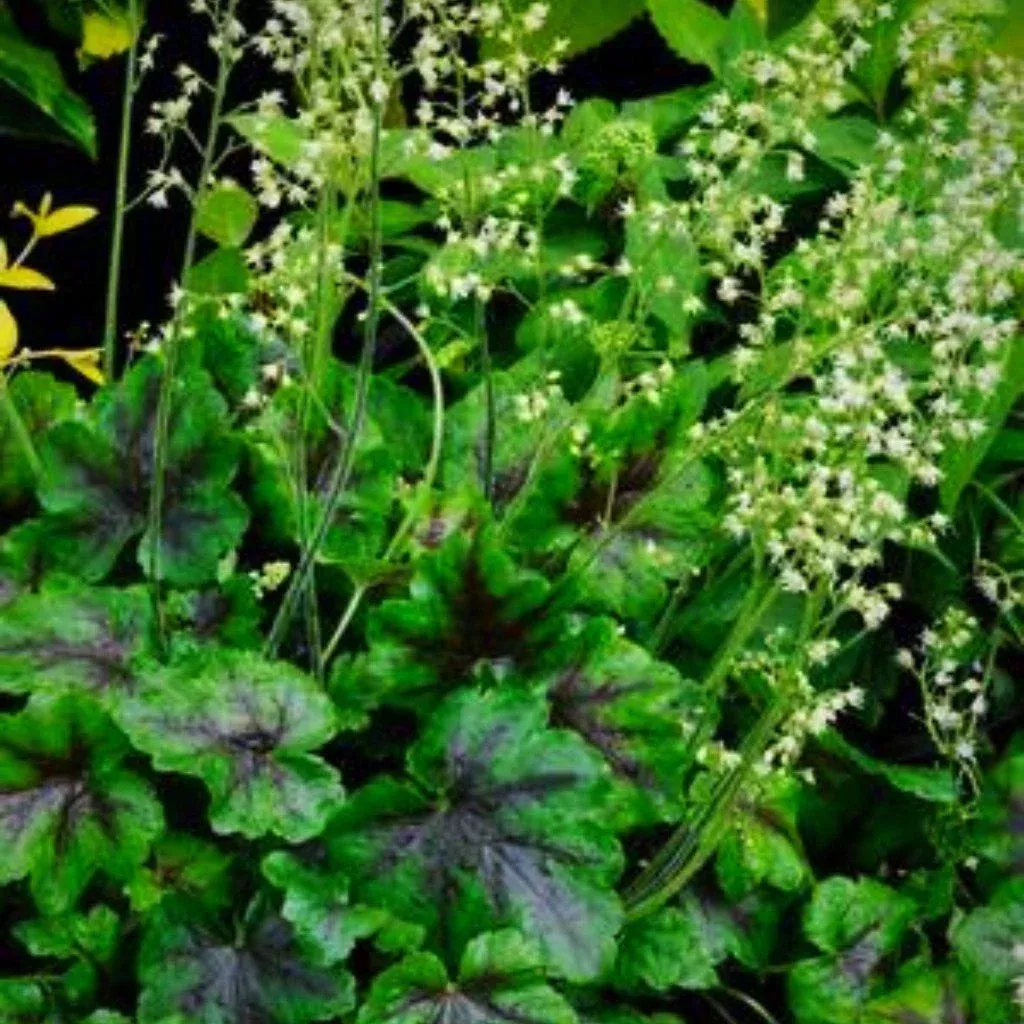 Cumberland Coral Bells, Alumroot