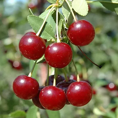 Cupid Cherry Bush