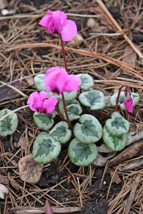 Cyclamen coum 'Something Magic' PP19,894