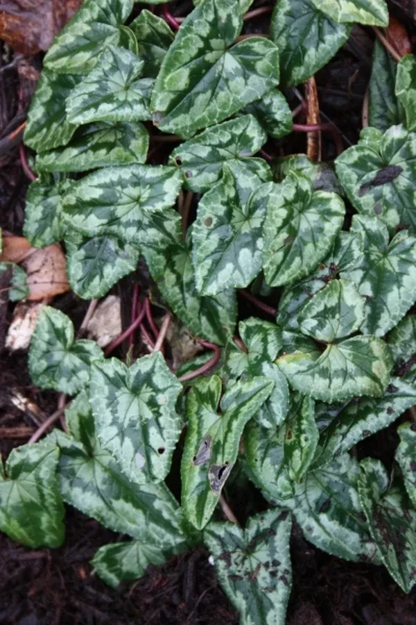 Cyclamen hederifolium 'Silver Arrow'