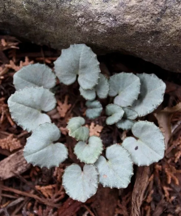 Cyclamen mirabile 'Tilebarn Anne'