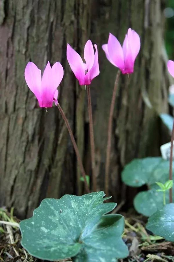 Cyclamen rhodium