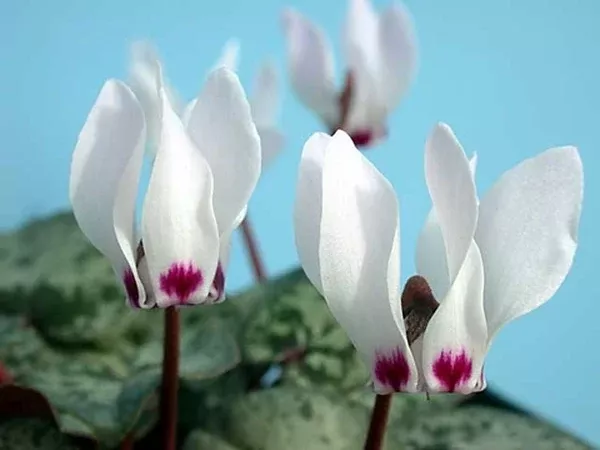 Cyclamen x wellensiekii