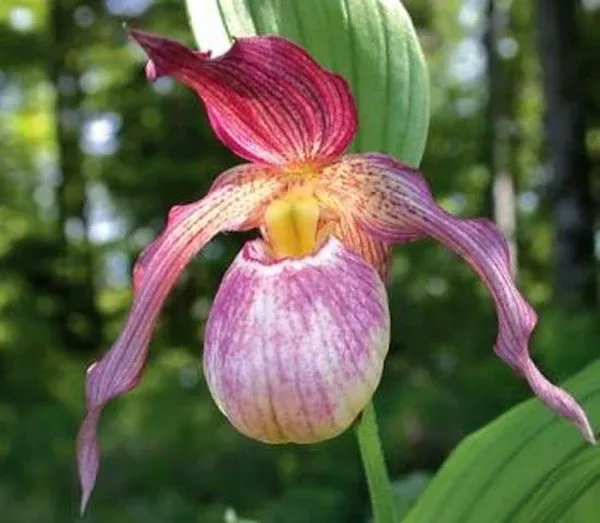 Cypripedium 'Aki'