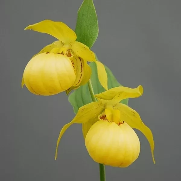 Cypripedium 'Barry Phillips'