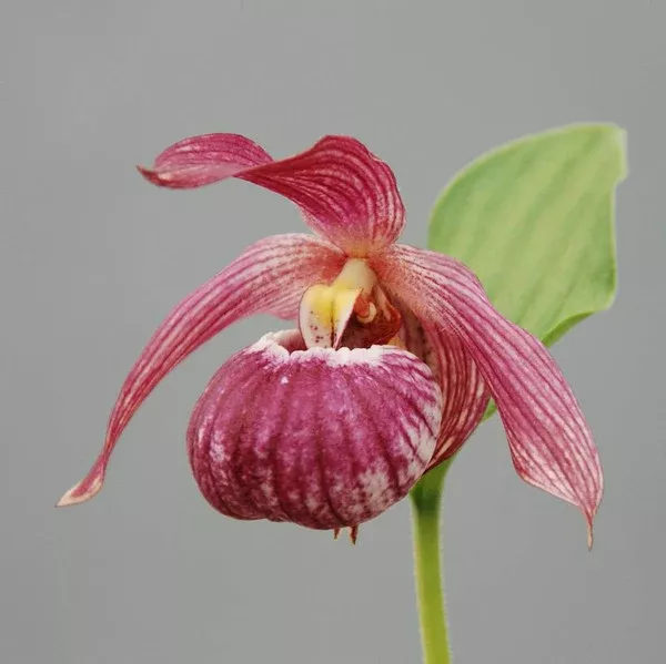 Cypripedium 'Bernd'