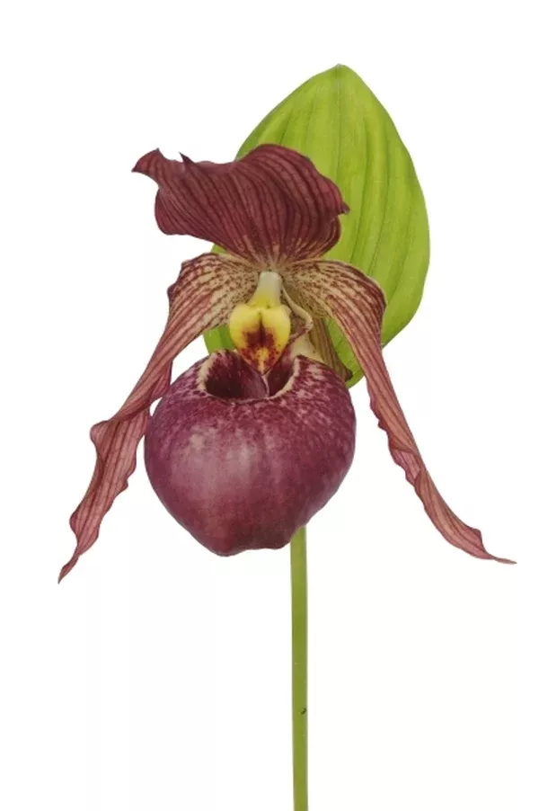 Cypripedium 'Cleo Pinkepank'
