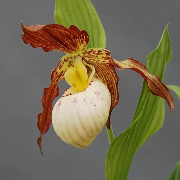Cypripedium 'Gabriela'