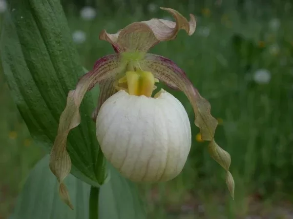 Cypripedium 'Gisela Pastel'