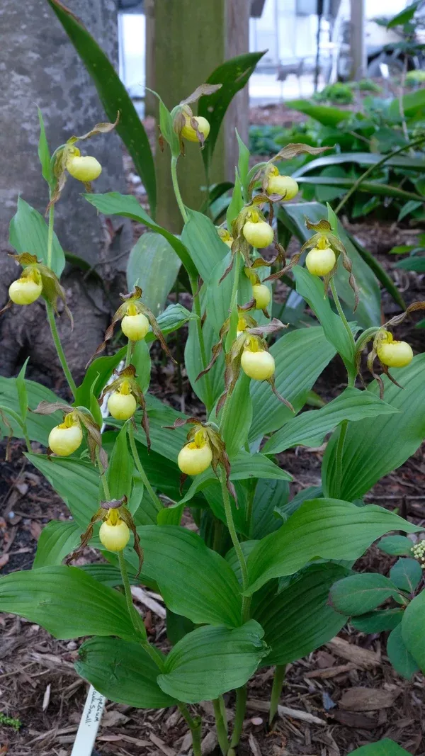Cypripedium 'Hank Small'