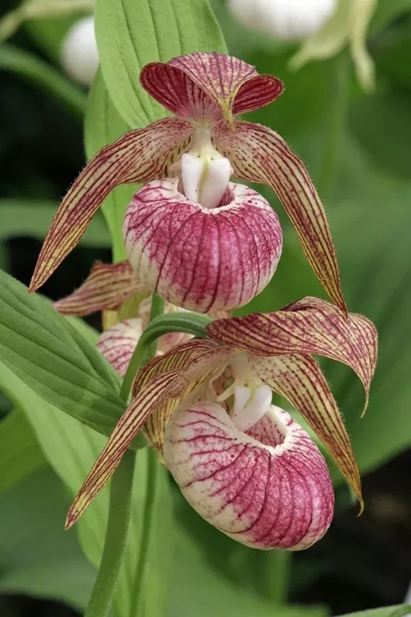 Cypripedium 'Hans Erni'