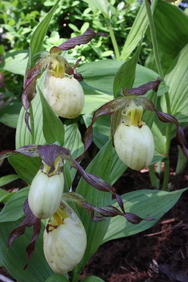Cypripedium 'Inge'