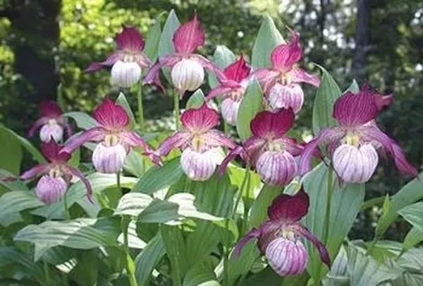 Cypripedium 'Maria'