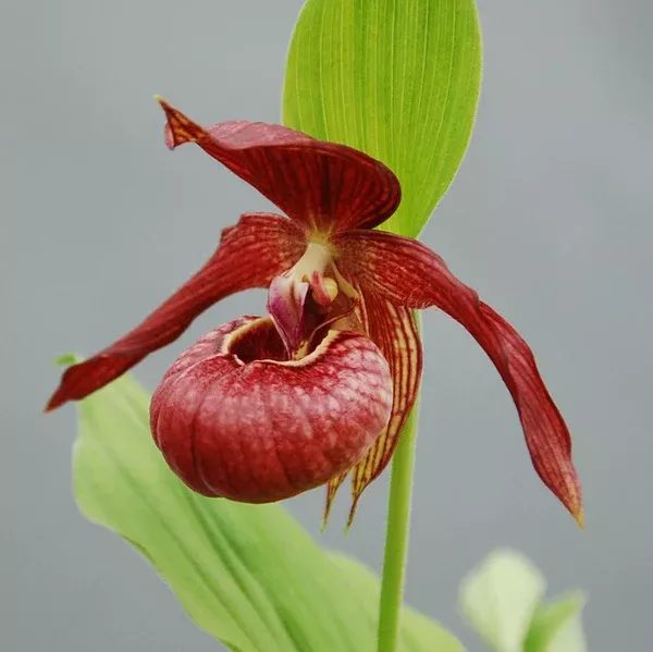 Cypripedium 'Memoriam Shawna Austin'