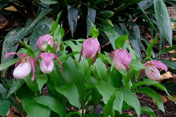 Cypripedium 'Philipp'