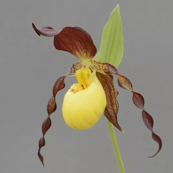 Cypripedium 'Rascal'