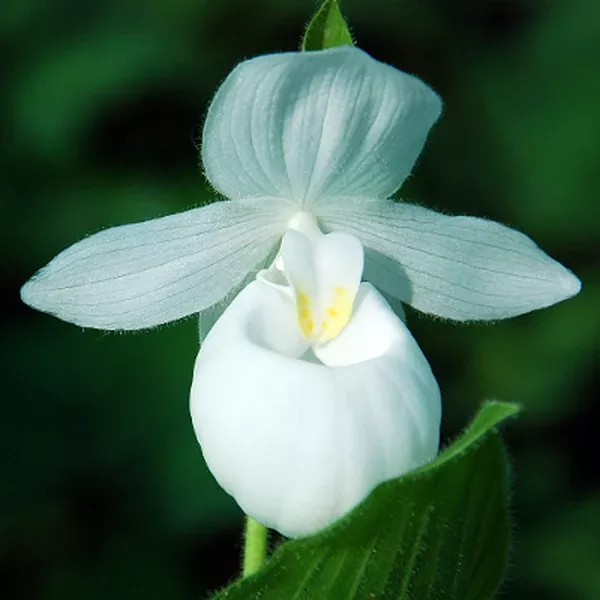Cypripedium reginae 'Alba'