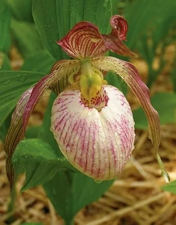 Cypripedium 'Tower Hill'
