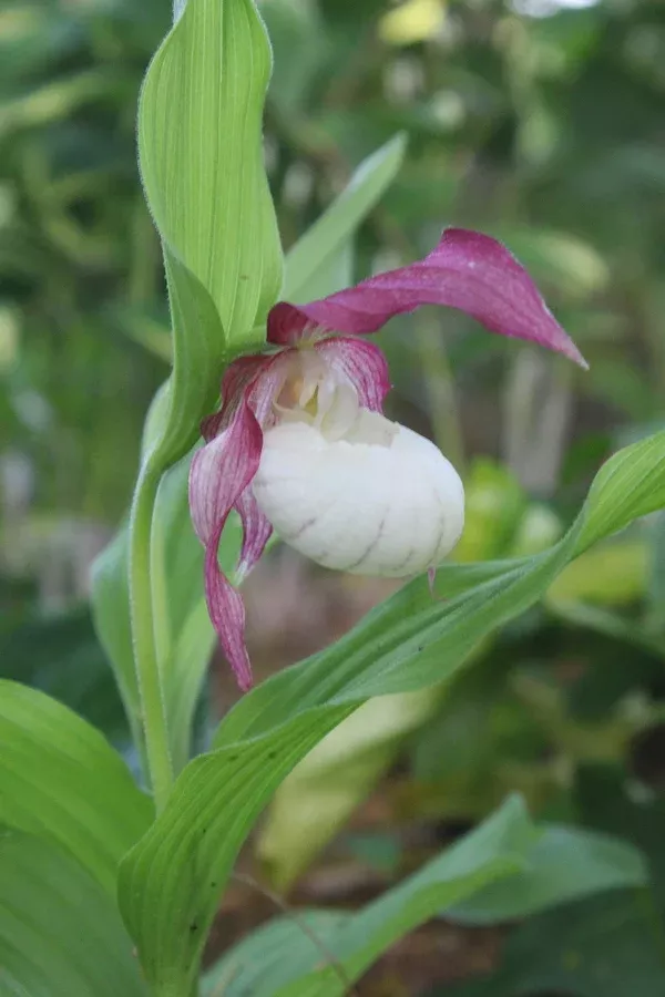 Cypripedium x ventricosum