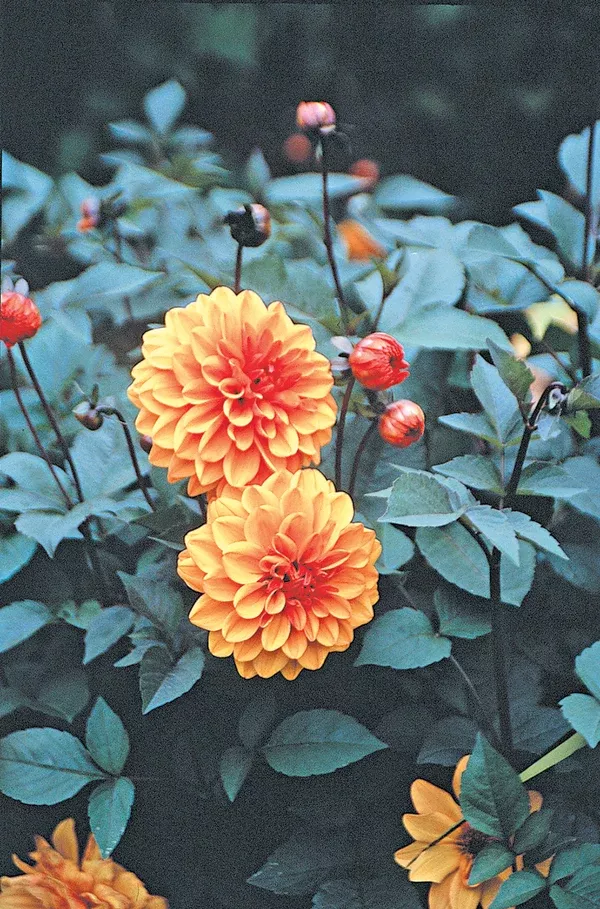 Dahlia 'David Howard'
