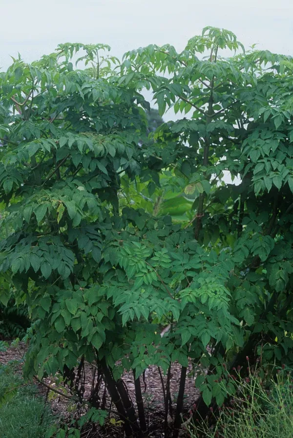 Dahlia imperialis