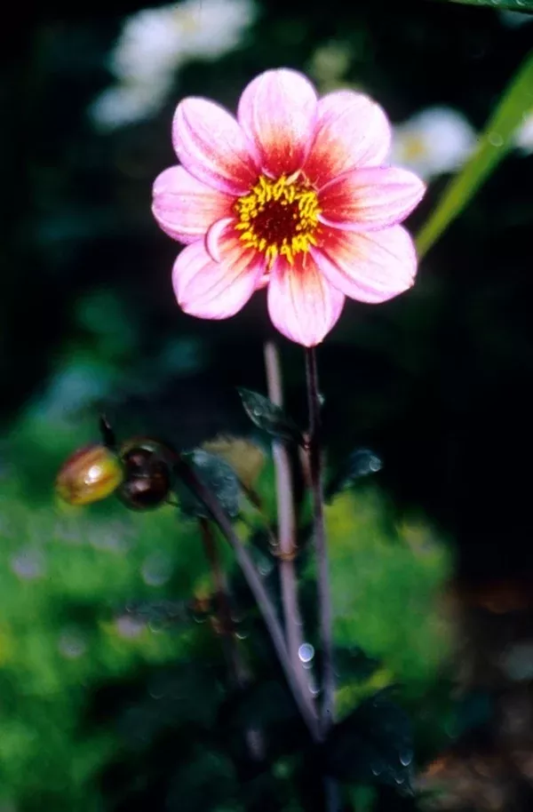 Dahlia 'Kiss'