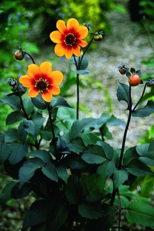 Dahlia 'Moonfire'