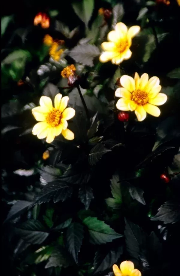 Dahlia 'Nippon'