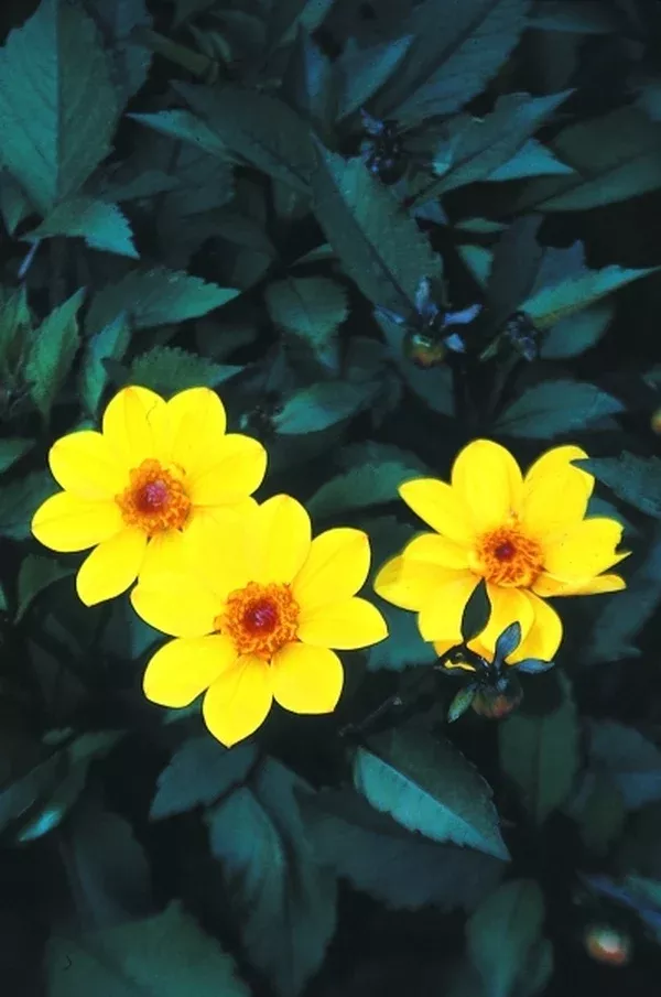 Dahlia 'Party'