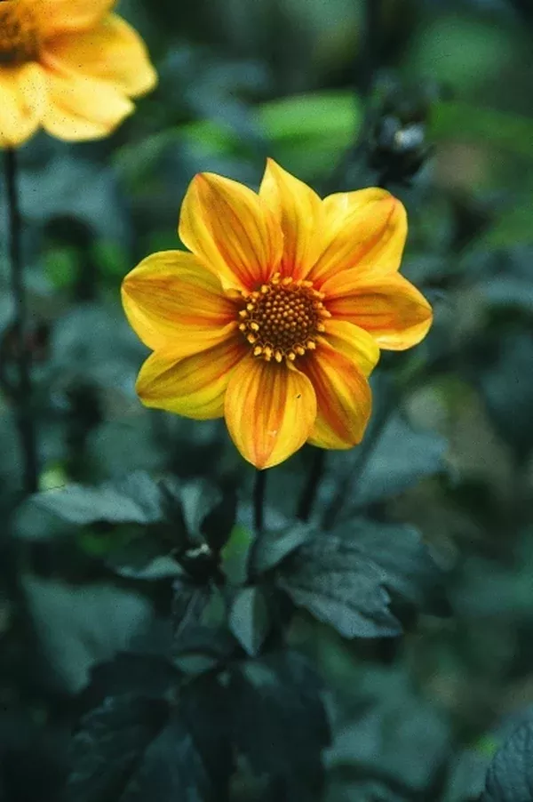 Dahlia 'Terracotta'