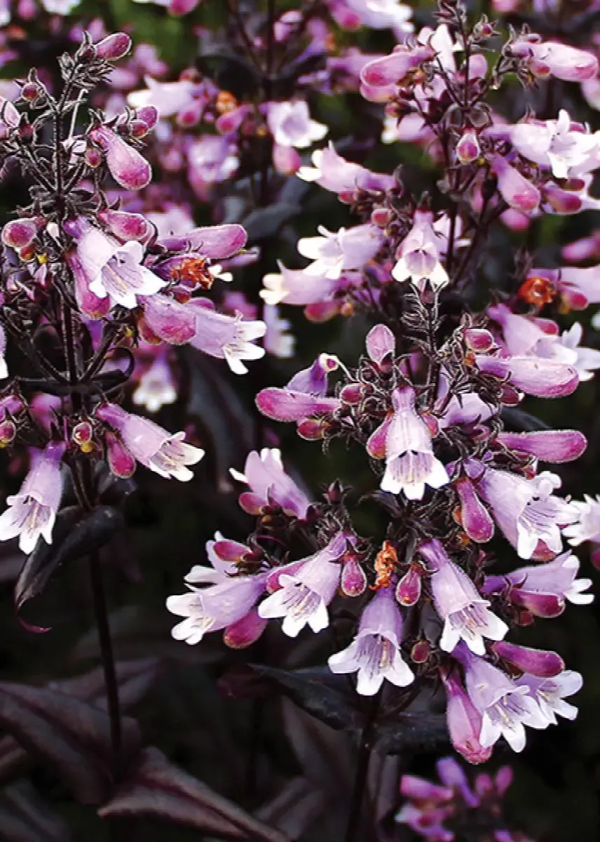 Dakota Burgundy Beardtongue