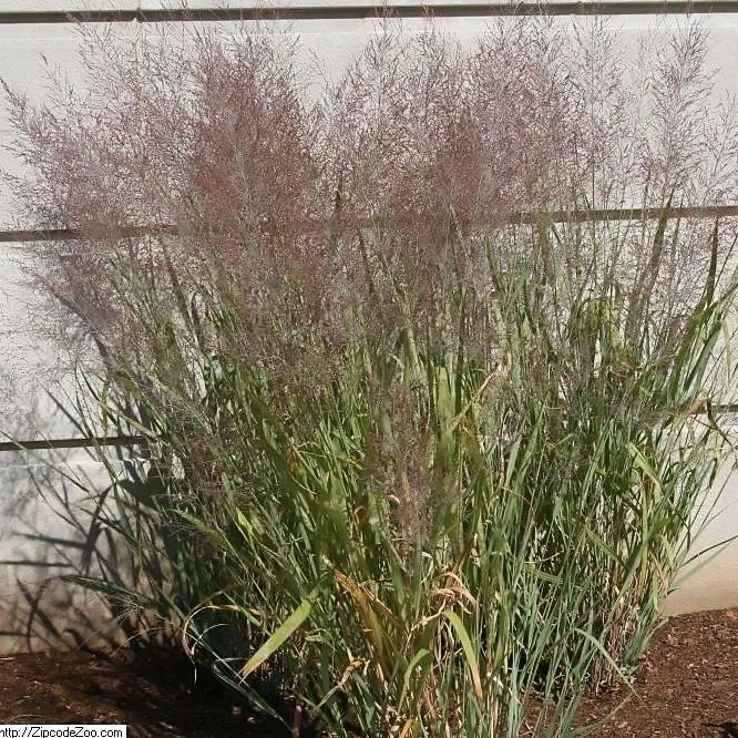Dallas Blue Switch Grass
