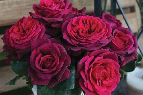 Dark Desire Hybrid Tea Rose