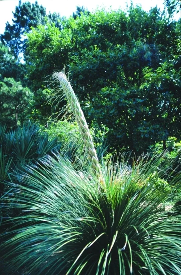 Dasylirion longissimum var. treleasei