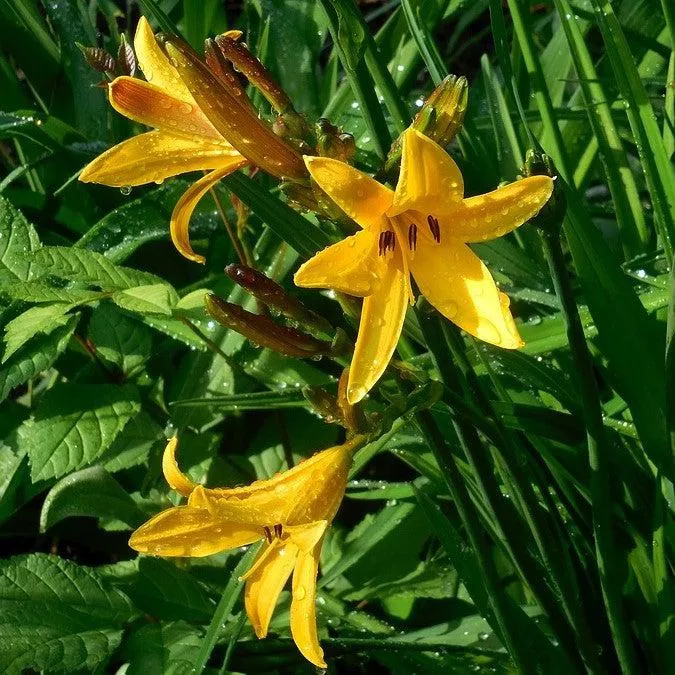 Daylily, Yellow