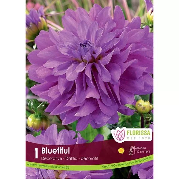 Decorative Dahlia Bluetiful 1/PK