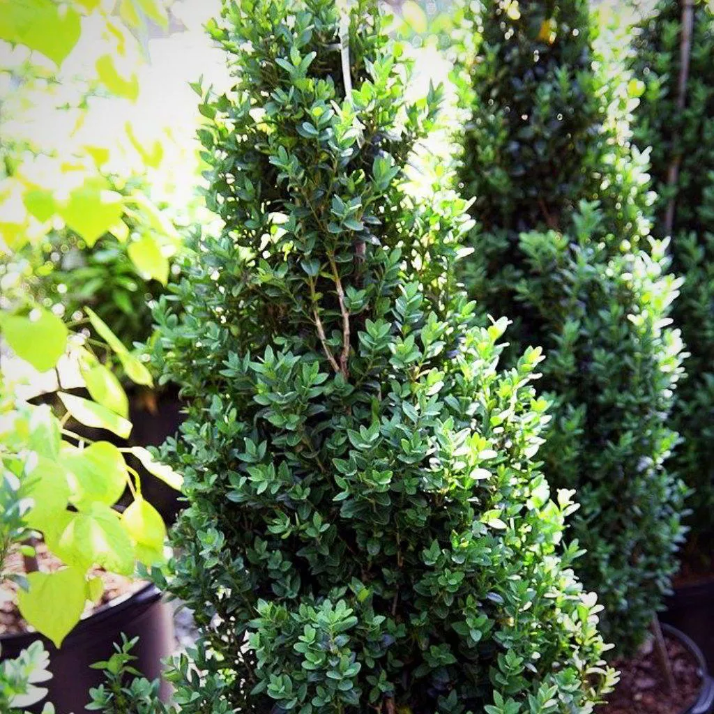 ‘Dee Runk’ Boxwood
