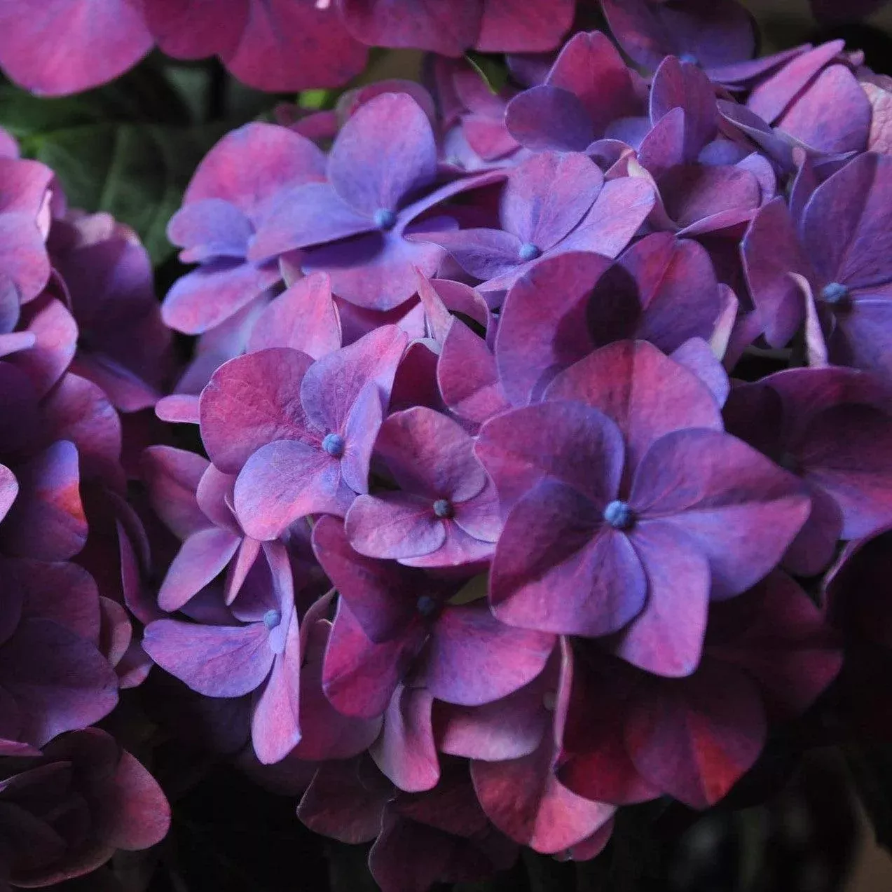 Deep Purple Hydrangea
