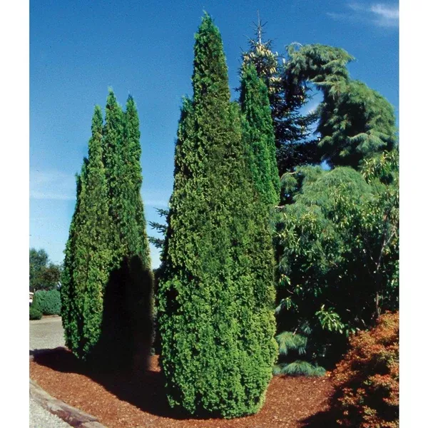 Degroot's Spire Eastern Cedar # 10 Container (150cm)