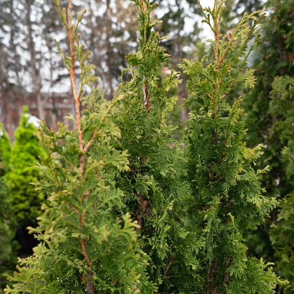 Degroot's Spire Eastern Cedar