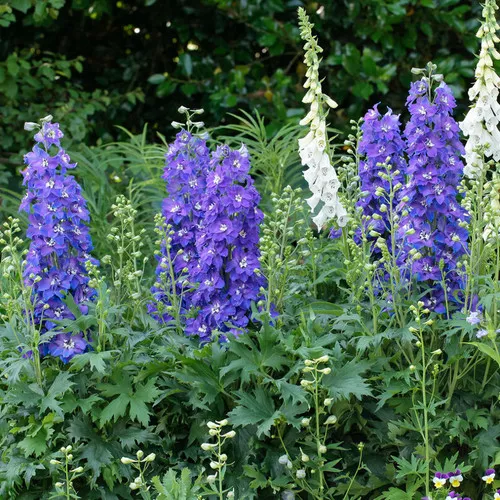 Delgenius™ Glitzy Bee Delphinium
