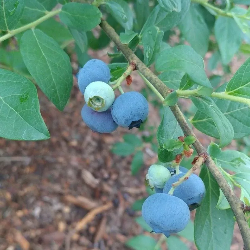 Delite Rabbiteye Blueberry