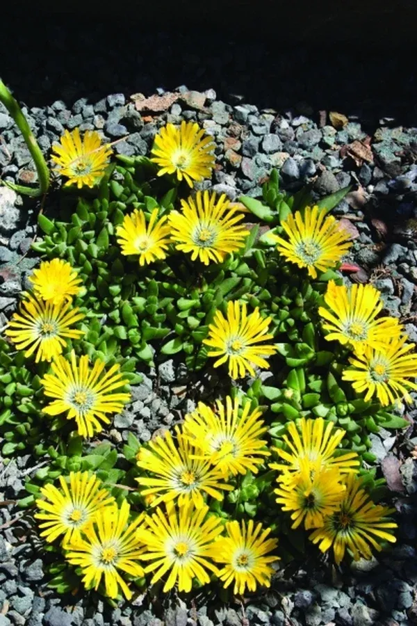 Delosperma basuticum