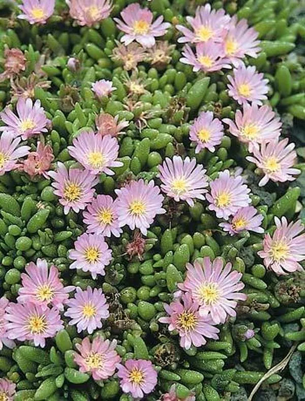 Delosperma 'Beaufort West'