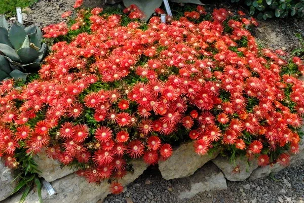 Delosperma dyeri