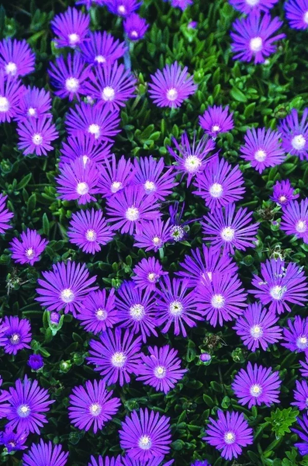 Delosperma 'John Proffitt'