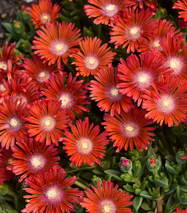 Delosperma Kaleidoscopet `Dancing Embers`