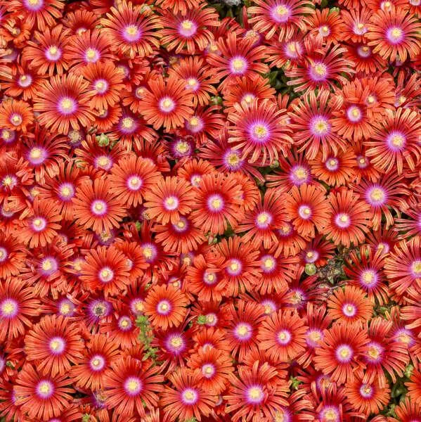 Delosperma 'Macarena'~ Flashmob™ Macarena Ice Plant