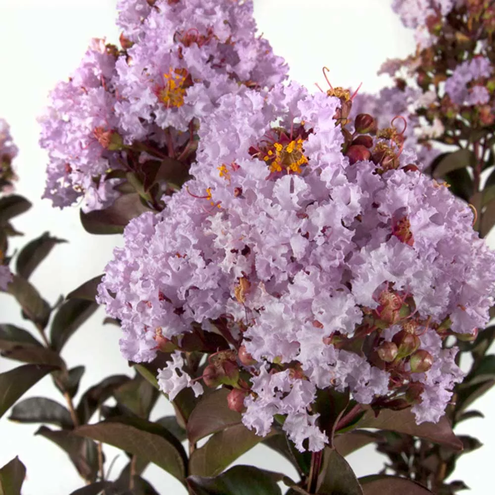 Delta Breeze Crepe Myrtle