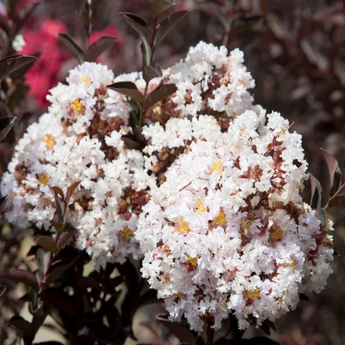 Delta Moonlight Crape Myrtle